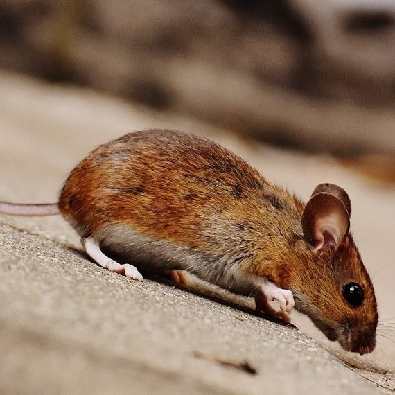 Mice, Pest Control in Belvedere, Lessness Heath, DA17. Call Now! 020 8166 9746