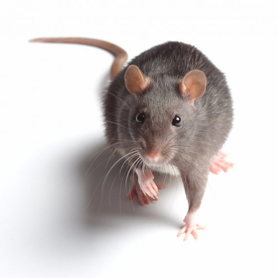 Rats, Pest Control in Belvedere, Lessness Heath, DA17. Call Now! 020 8166 9746