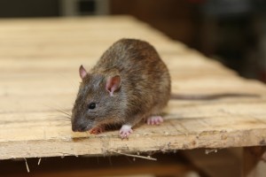 Mice Infestation, Pest Control in Belvedere, Lessness Heath, DA17. Call Now 020 8166 9746