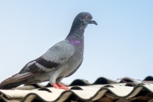 Pigeon Control, Pest Control in Belvedere, Lessness Heath, DA17. Call Now 020 8166 9746