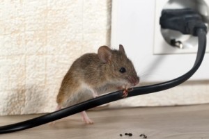 Mice Control, Pest Control in Belvedere, Lessness Heath, DA17. Call Now 020 8166 9746
