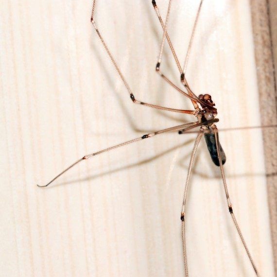 Spiders, Pest Control in Belvedere, Lessness Heath, DA17. Call Now! 020 8166 9746