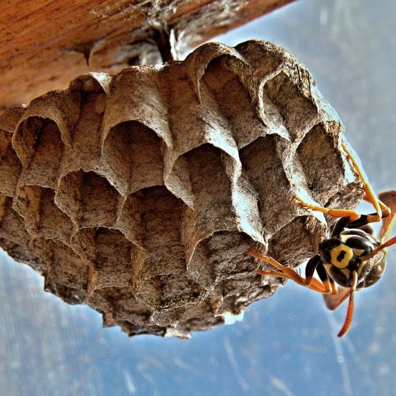 Wasps Nest, Pest Control in Belvedere, Lessness Heath, DA17. Call Now! 020 8166 9746